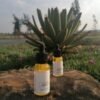 Jojoba Oil